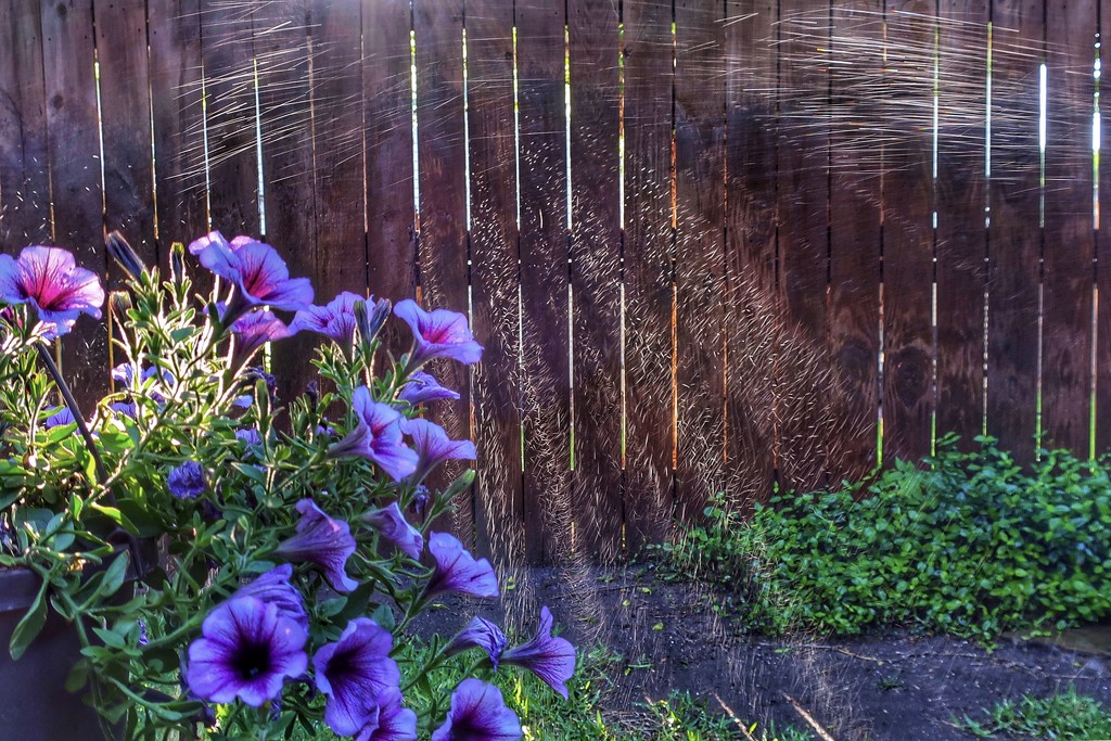Sunshine streaming through the fence on the lawn sprinklers by louannwarren