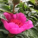 Peony „Raspberry Bowl“ by ninihi