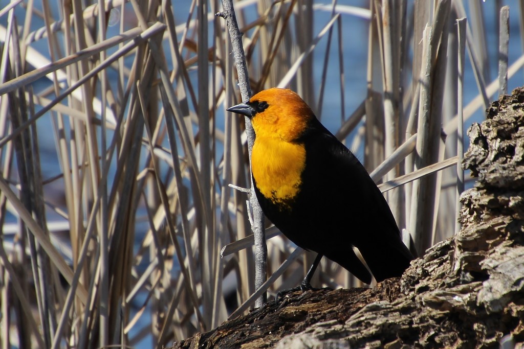 Yellow Headed Blackbird by bjchipman