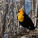 Yellow Headed Blackbird by bjchipman