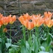 Tulips by oldjosh