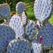 Blue Cactus by joysfocus
