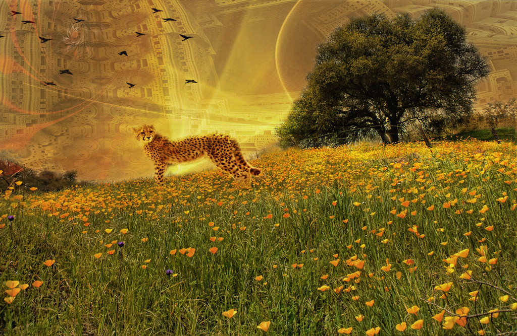 Cheetah's Terrain by joysfocus