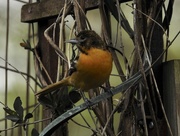9th May 2018 - Baltimore oriole