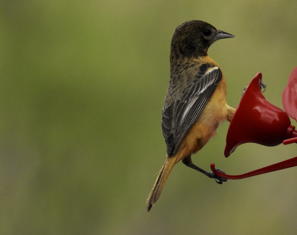 Not just a hummingbird feeder by amyk