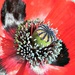 Ladybird Poppy . by wendyfrost