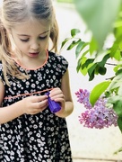 10th May 2018 - Lilacs 