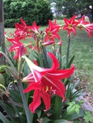 6th May 2018 - Red lilies