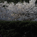 pines and cherry blossoms by summerfield