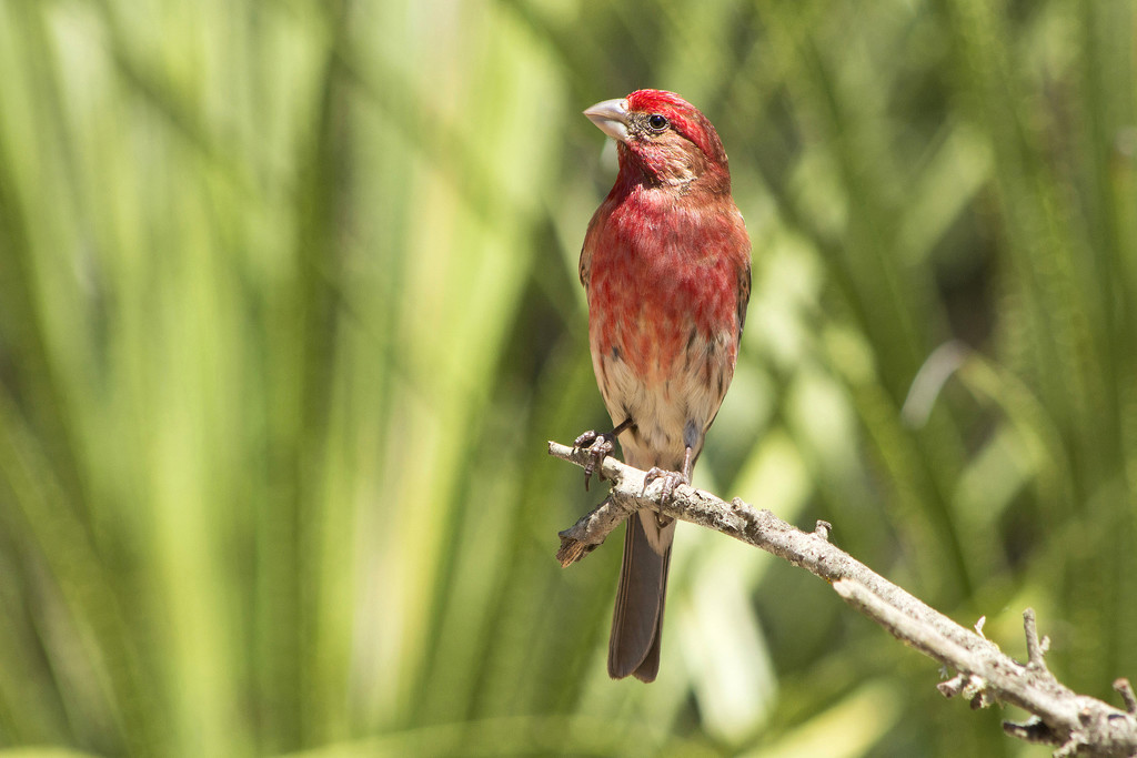 Handsome House Finch by gaylewood