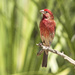 Handsome House Finch by gaylewood