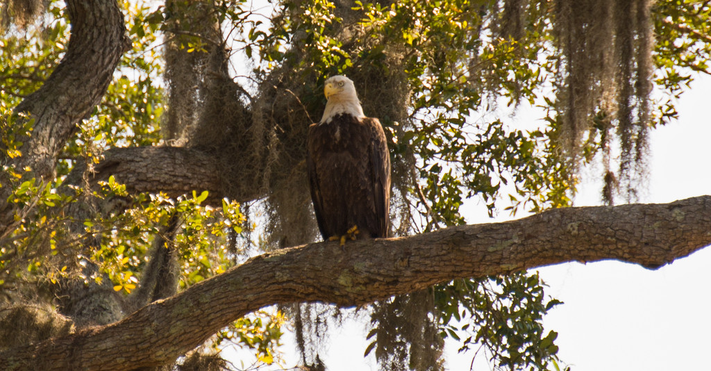 The Eagle Was on Watch Today! by rickster549