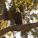 The Eagle Was on Watch Today! by rickster549