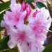 Rhododendron by joysfocus