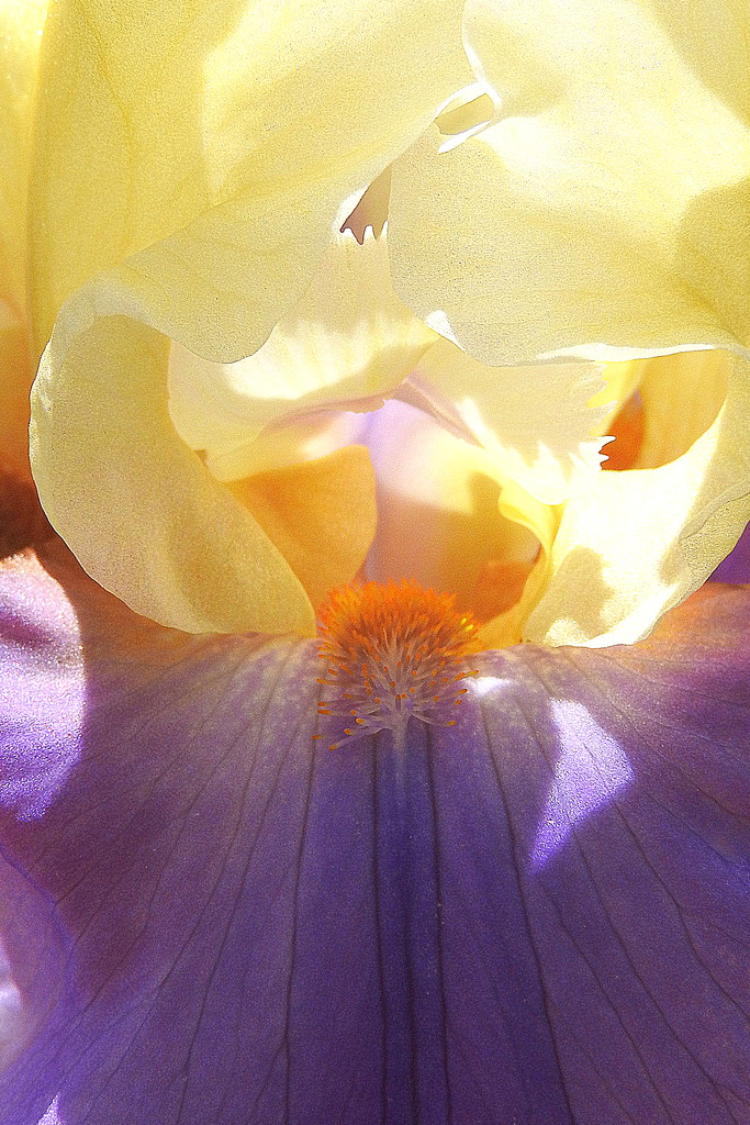 Inside my iris by homeschoolmom