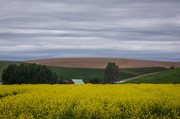 10th May 2018 - Canola Fields 