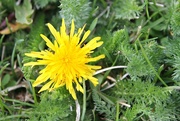 8th May 2018 - Not A Weed to Me (Dandelion I)