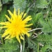 Not A Weed to Me (Dandelion I) by harbie