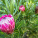 Proteas in their natural habitat. by ludwigsdiana