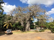7th May 2018 - Huge Baobab tree