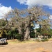 Huge Baobab tree by vincent24