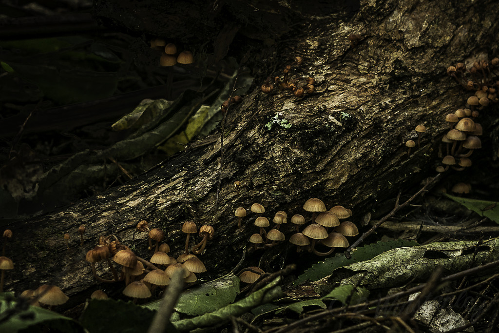 Colony of Fungus by kipper1951