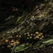 Colony of Fungus by kipper1951