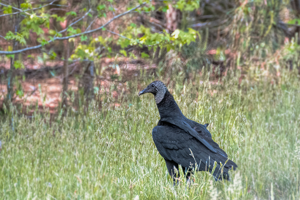 Black Vulture by joansmor