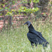 Black Vulture by joansmor