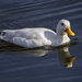 White Duck. by tonygig