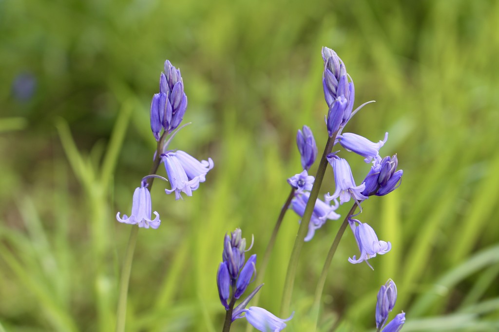 Bluebell by phil_sandford