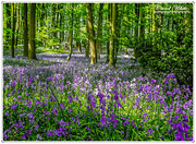 10th May 2018 - The Bluebell Wood,Coton Manor Gardens