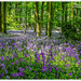 The Bluebell Wood,Coton Manor Gardens by carolmw