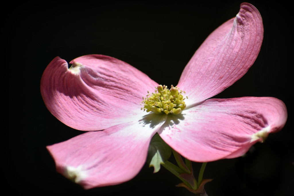 Lone Dogwood in the Shadows by alophoto