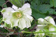 10th May 2018 - DSCN0397 White clematis