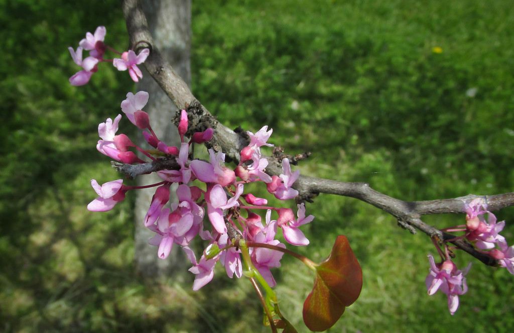 Redbud tree blossoms by mittens