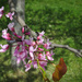 Redbud tree blossoms by mittens