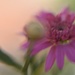 Argyranthemum ........lb by ziggy77