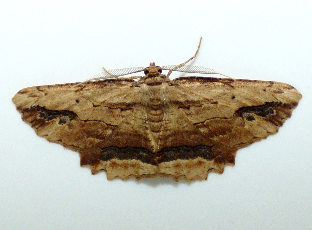 Waved Umber moth - Menophra abruptaria by julienne1