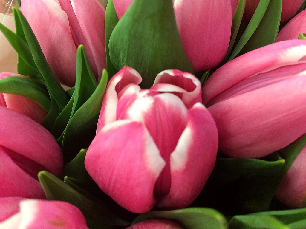 PINK Tulips by homeschoolmom