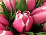 26th Apr 2018 - PINK Tulips