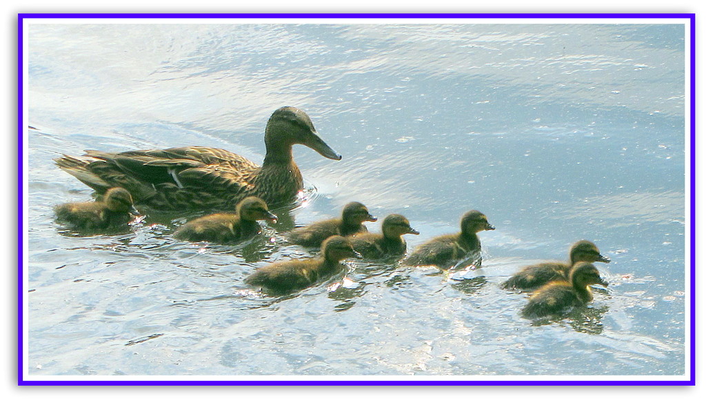 Duck family by grace55