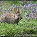 Little bunny by rosiekind