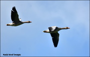 10th May 2018 - A gaggle of geese