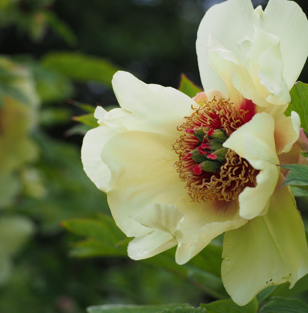 Tree peony by jacqbb