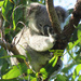 catching the sun by koalagardens