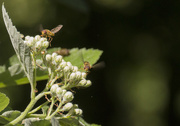 10th May 2018 - Hover flies and elderflower buds