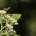 Hover flies and elderflower buds by shepherdman