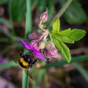 10th May 2018 - Paimpont 2018: Day 106 - Pollinator...
