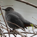 Gray Catbird by annepann